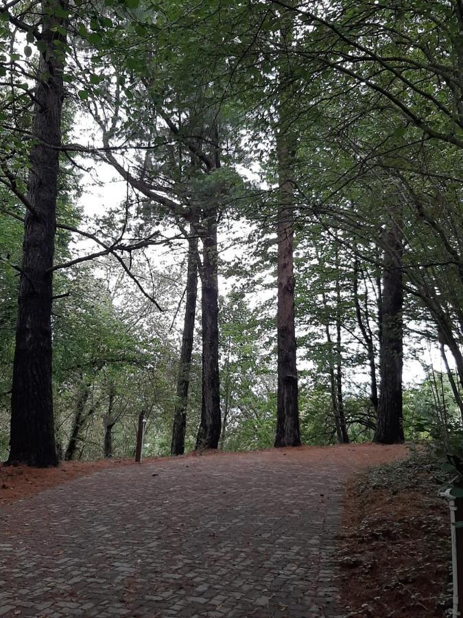 Camroshell Hotell Hogsback Eksteriør bilde